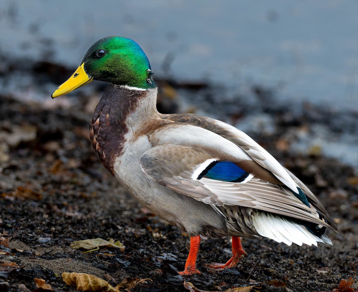 Mallard - ML646561052
