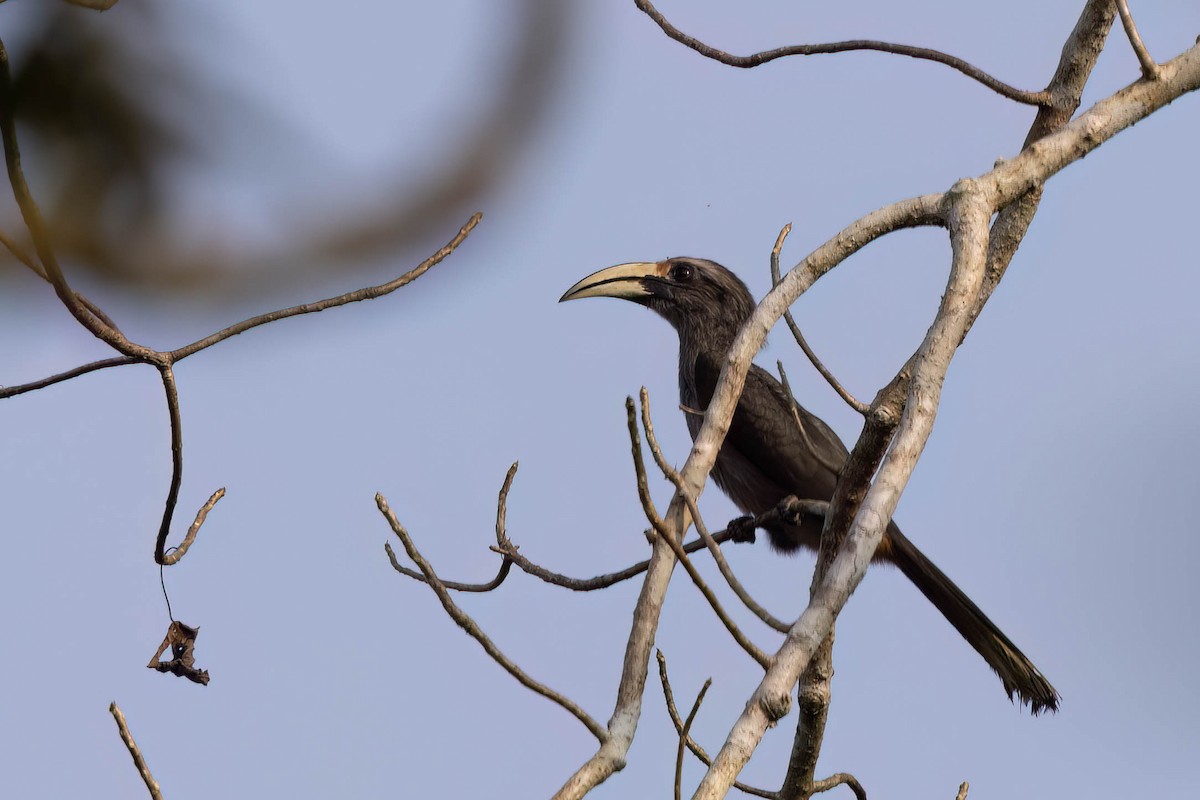Malabar Gray Hornbill - ML646561053