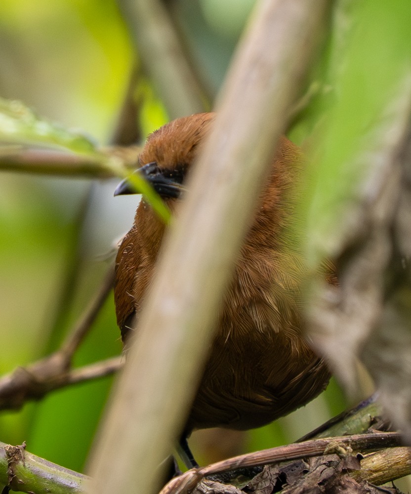 Rufous Wren - ML646561054