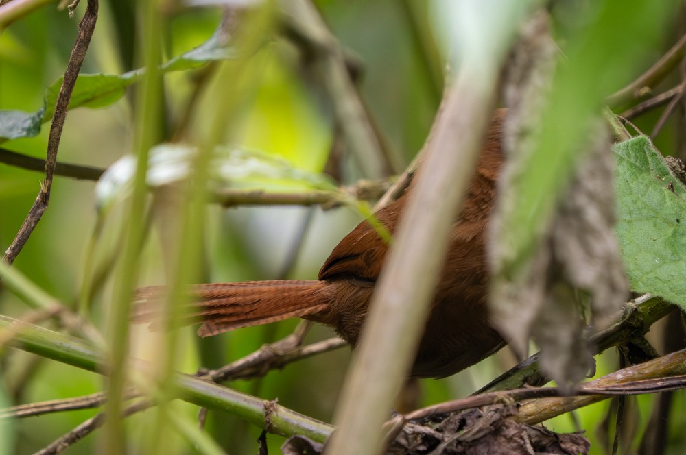 Rufous Wren - ML646561055