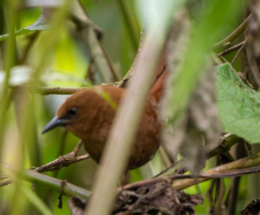 Rufous Wren - ML646561056