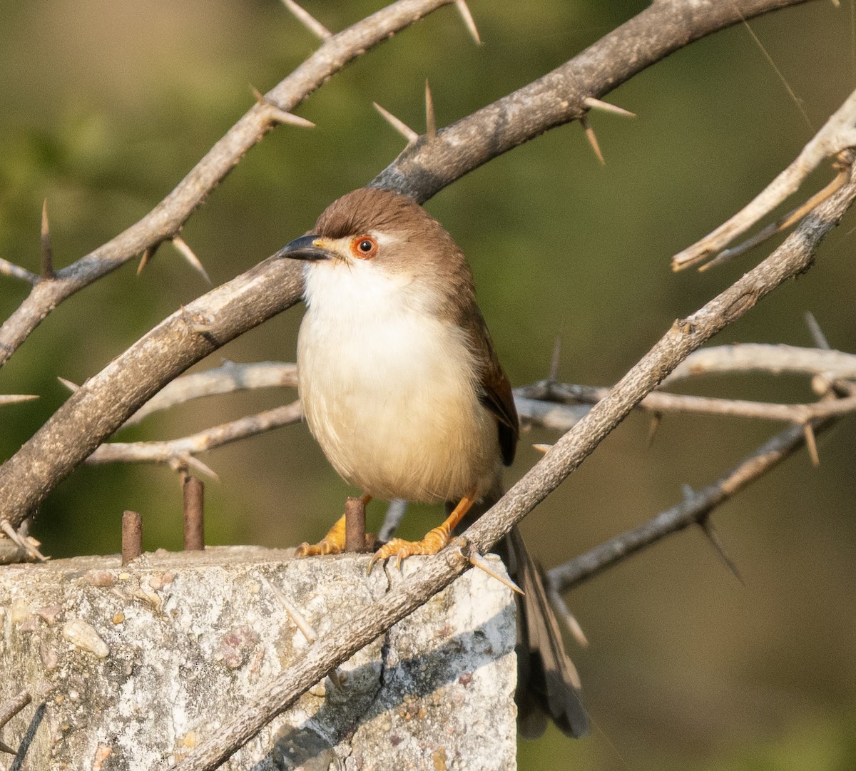 Timalí Ojigualdo - ML646561059