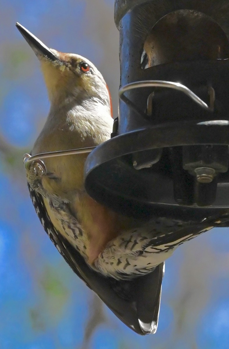 Гіла каролінська - ML646561060