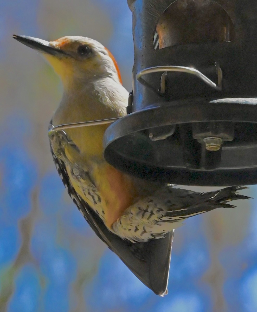 Гіла каролінська - ML646561062