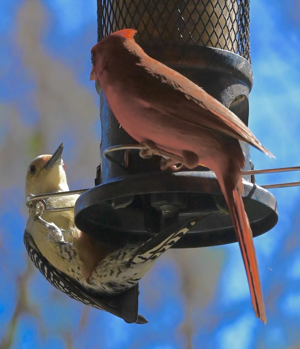 Гіла каролінська - ML646561063