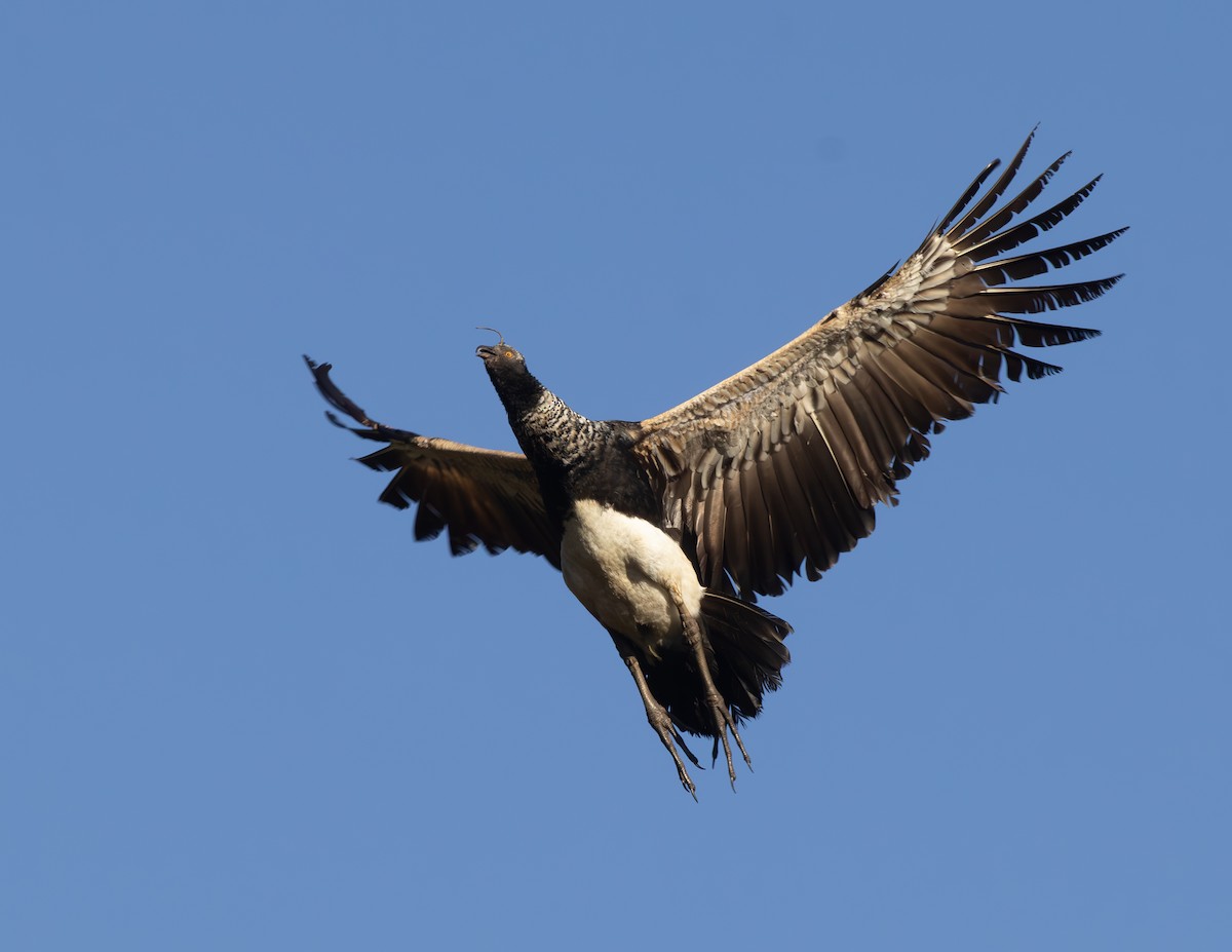 Horned Screamer - ML646561064