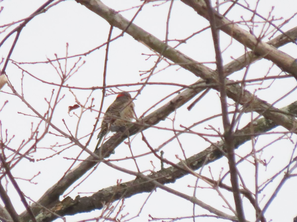 Northern Flicker - ML646561065