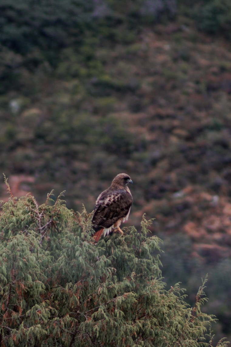 Red-tailed Hawk - ML646561072