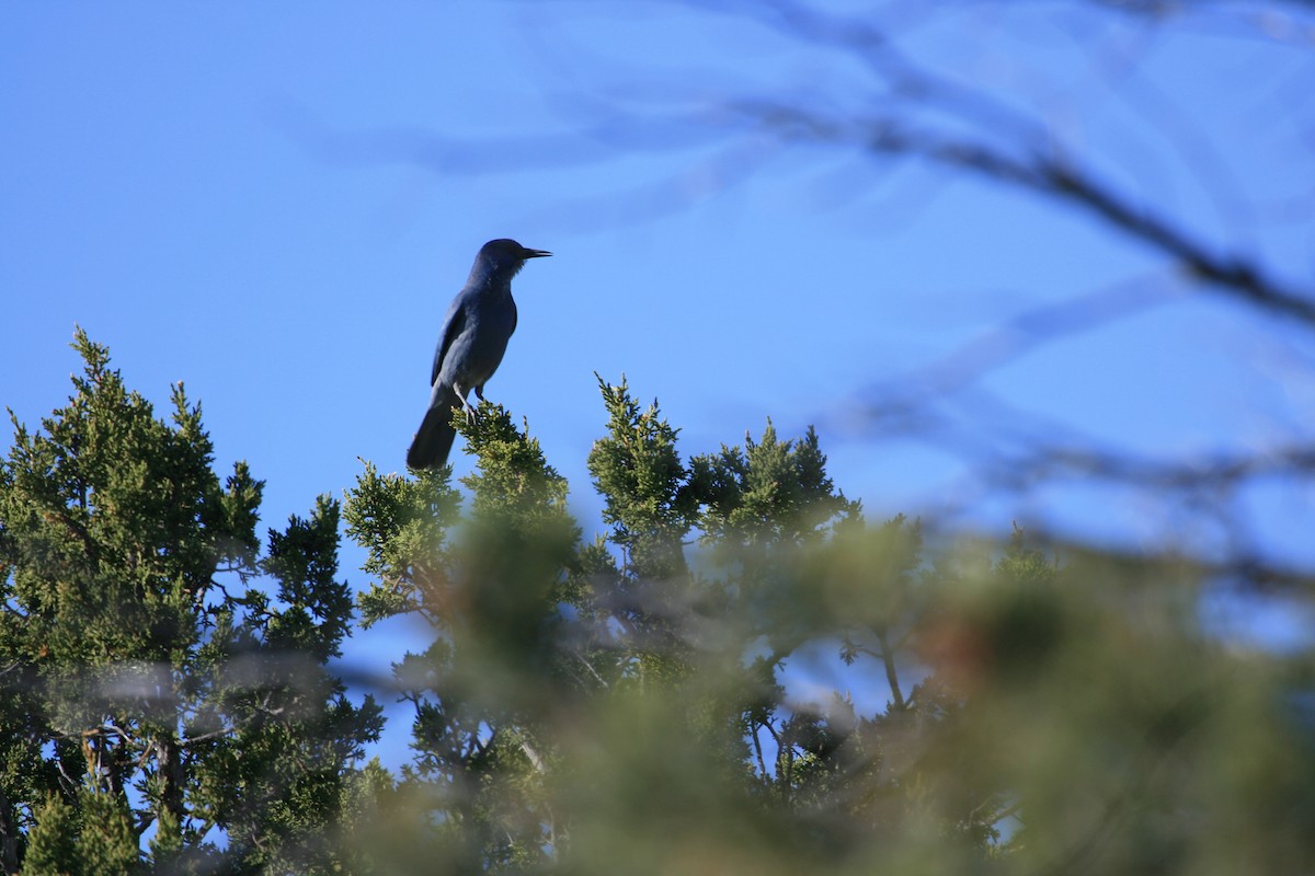 Pinyon Jay - ML646561074
