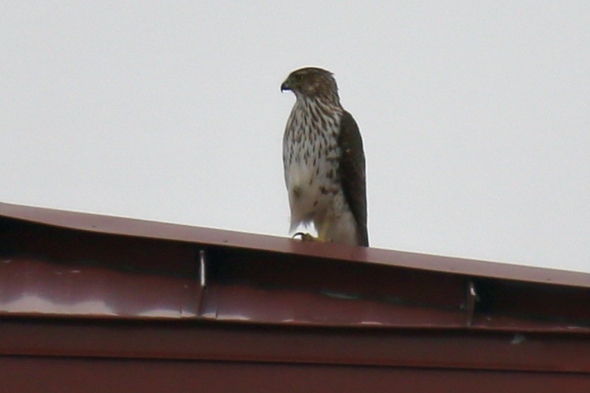 Яструб чорноголовий - ML646561076