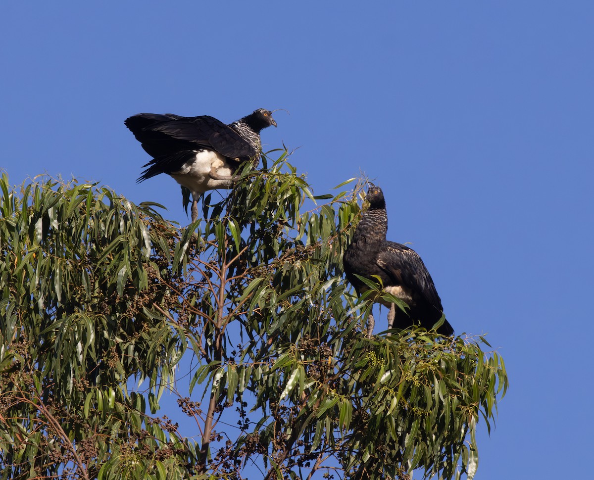 Horned Screamer - ML646561077