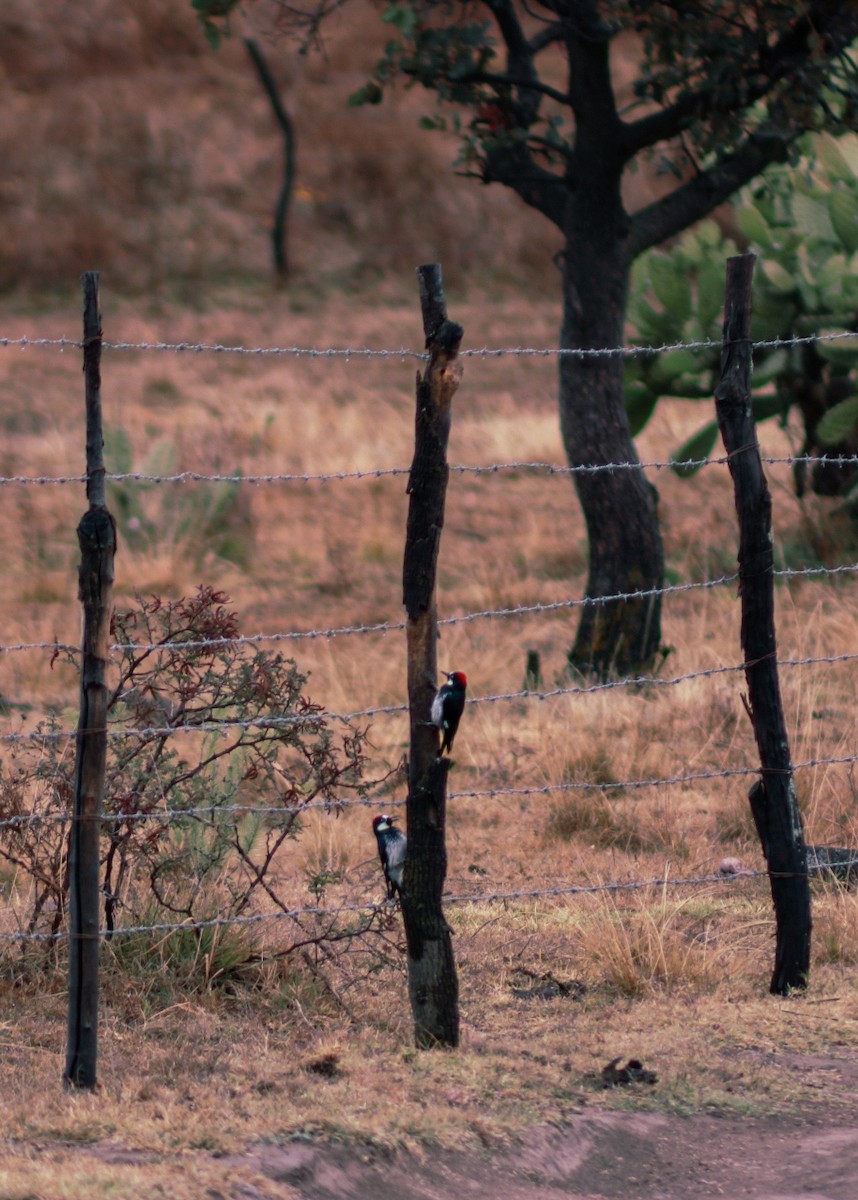 Acorn Woodpecker - ML646561078
