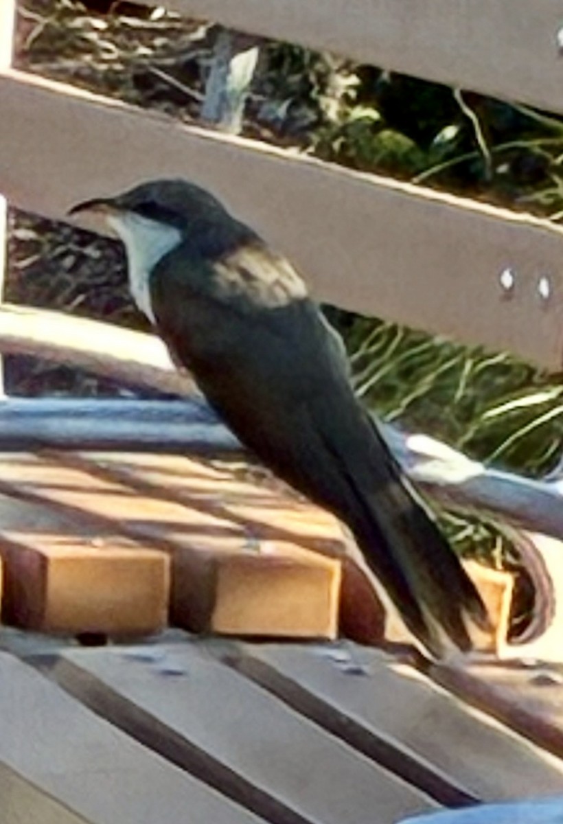 Yellow-billed Cuckoo - ML646561080