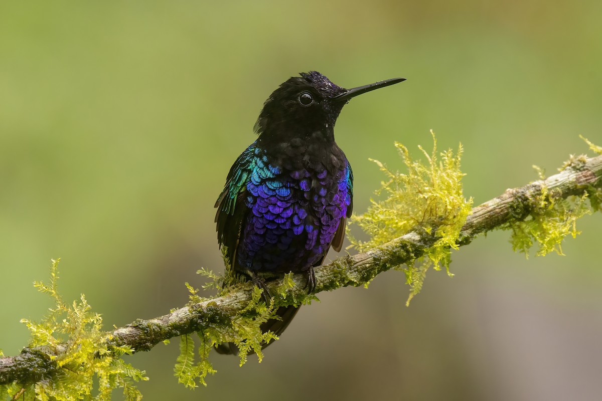 kolibřík hyacintový - ML646561081