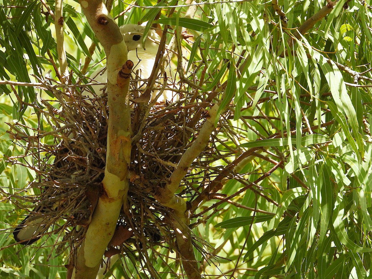 Torresian Imperial-Pigeon - ML646561082