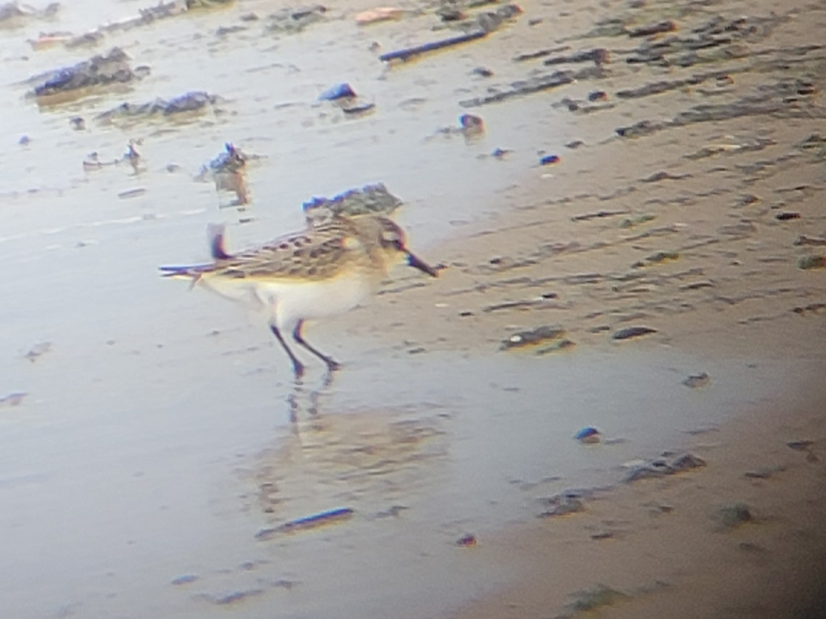 חופית אמריקנית - ML646561100