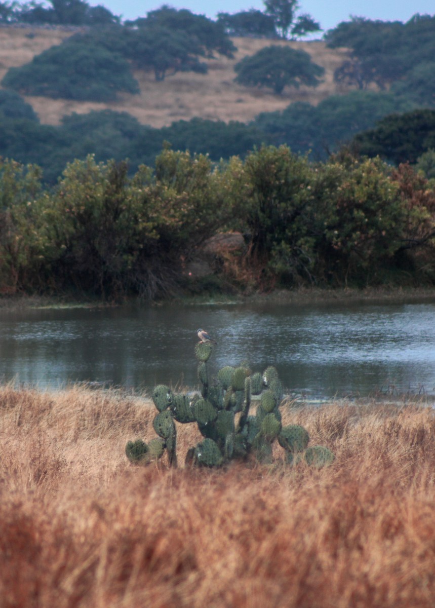 American Kestrel - ML646561102