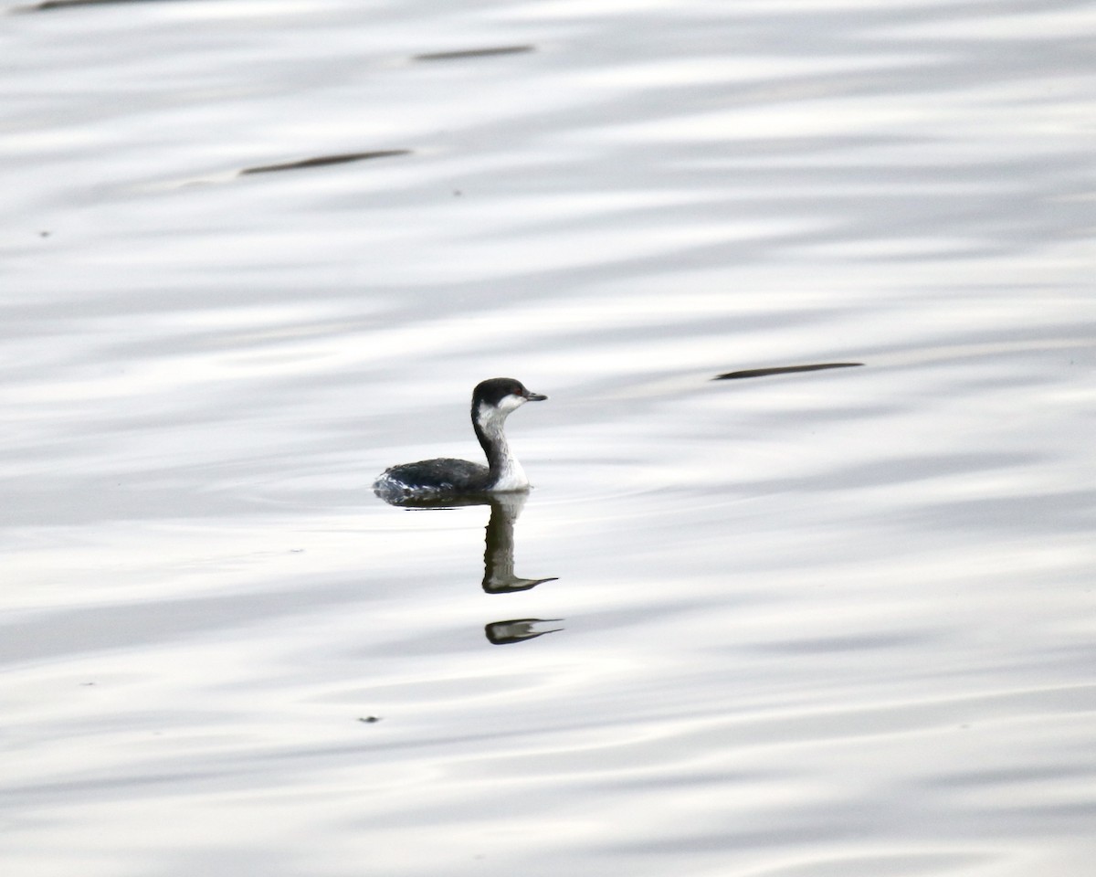 Ohrentaucher - ML646561104