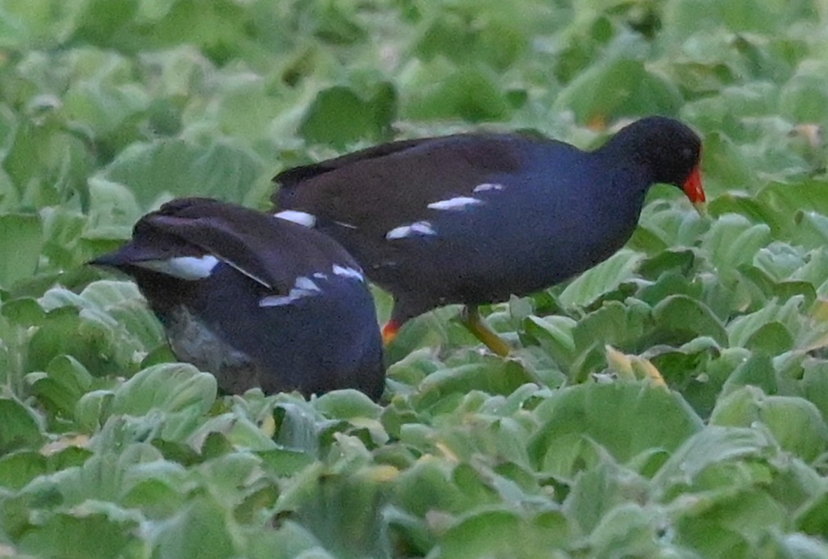 Американская камышница - ML646561105