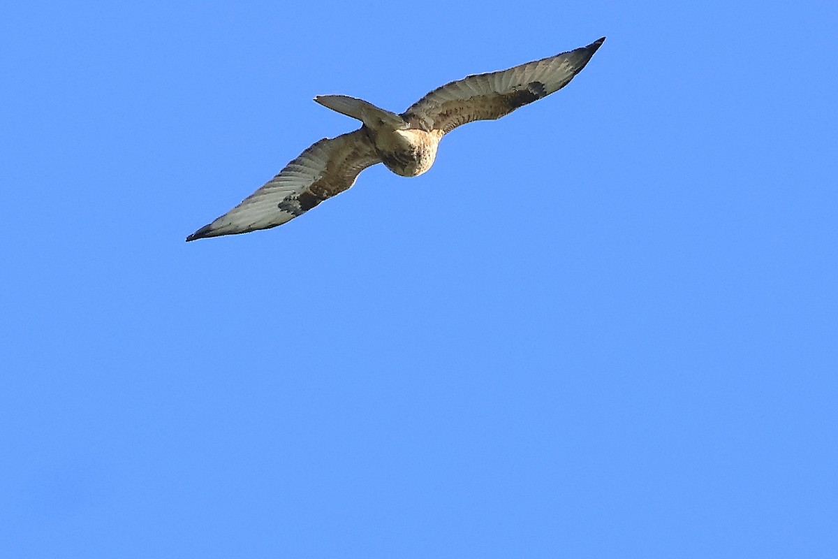 Eastern Buzzard - ML646561107