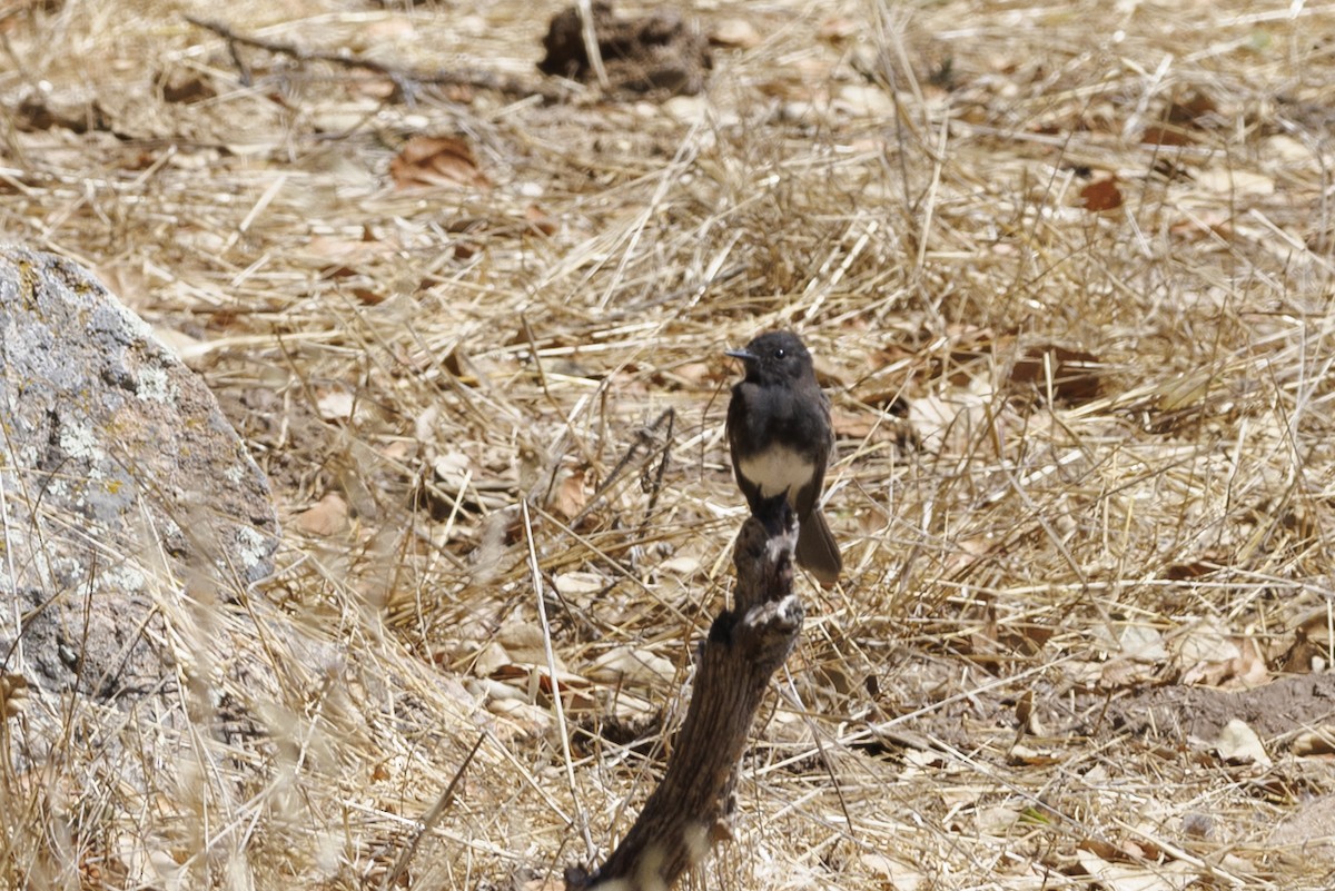 Black Phoebe - ML646561110