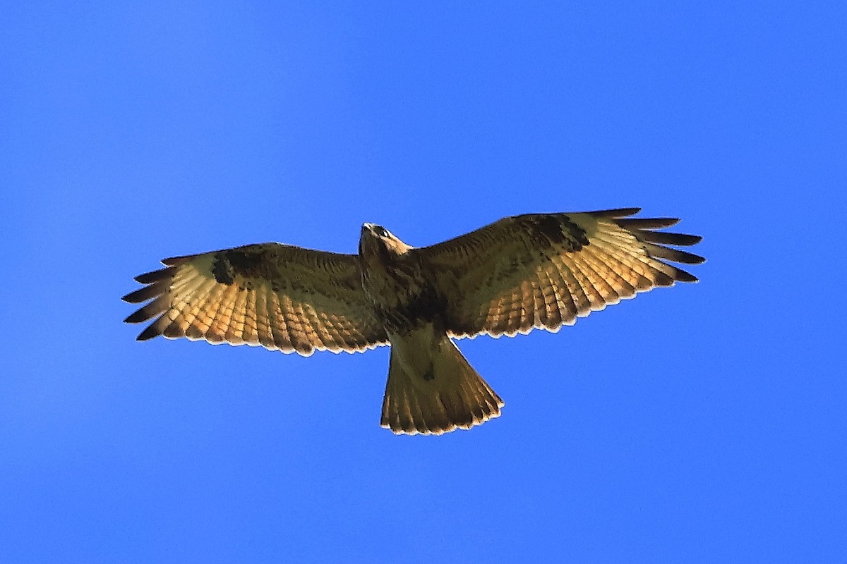 Eastern Buzzard - ML646561111