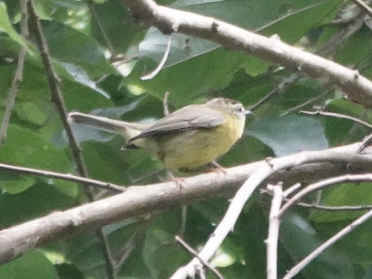 Cuzco Warbler - ML646561113