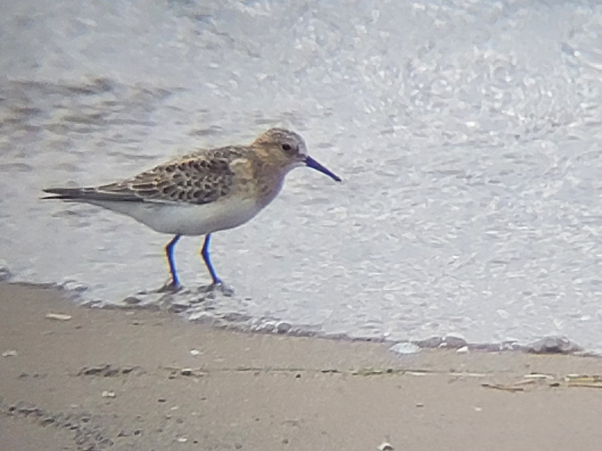 Baird's Sandpiper - ML646561115