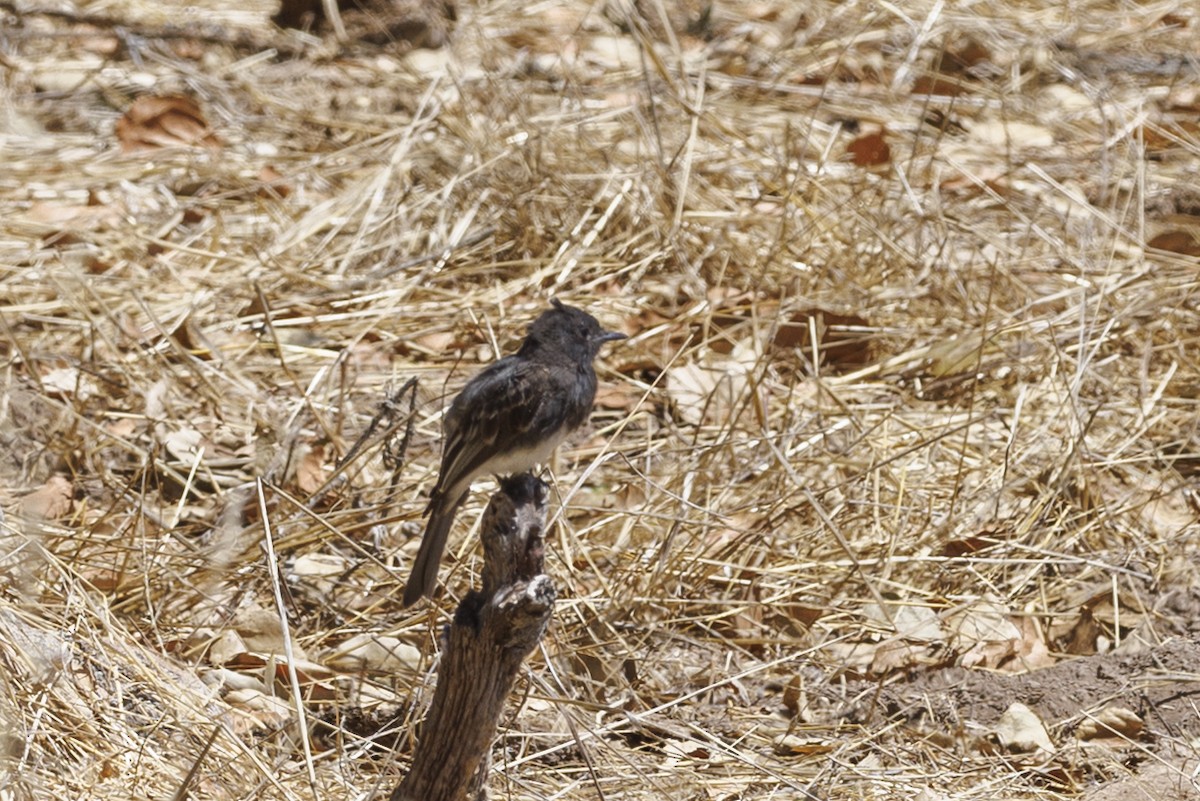 Black Phoebe - ML646561120
