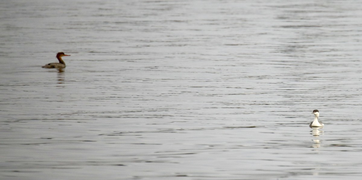 Ohrentaucher - ML646561122