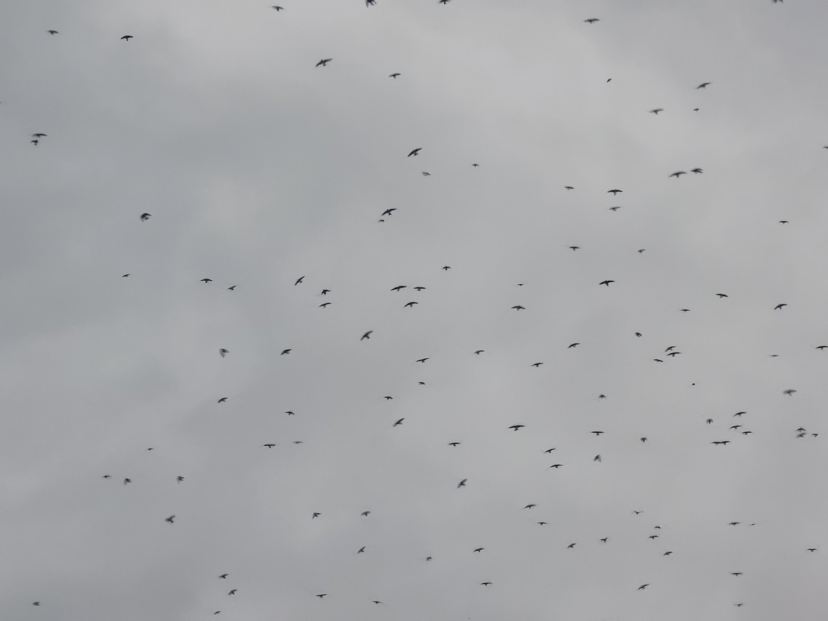 Purple Martin - ML646561124