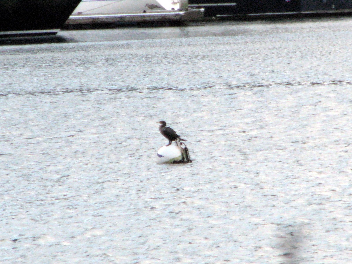 Double-crested Cormorant - ML646561128