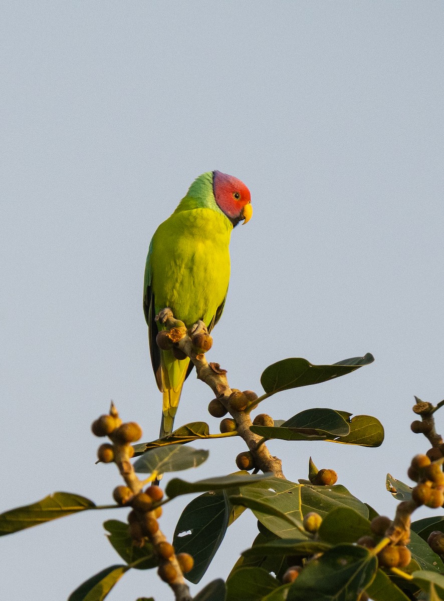 コセイインコ - ML646561129