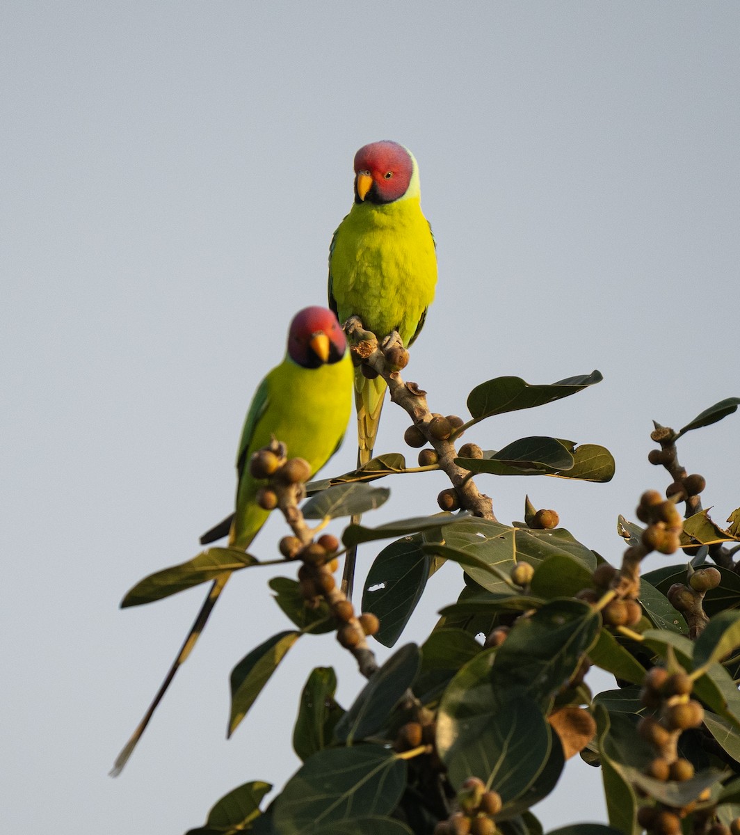 コセイインコ - ML646561130