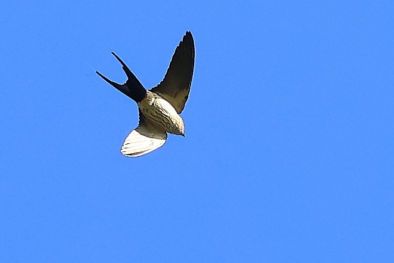 Eastern Red-rumped Swallow (Striated) - ML646561133