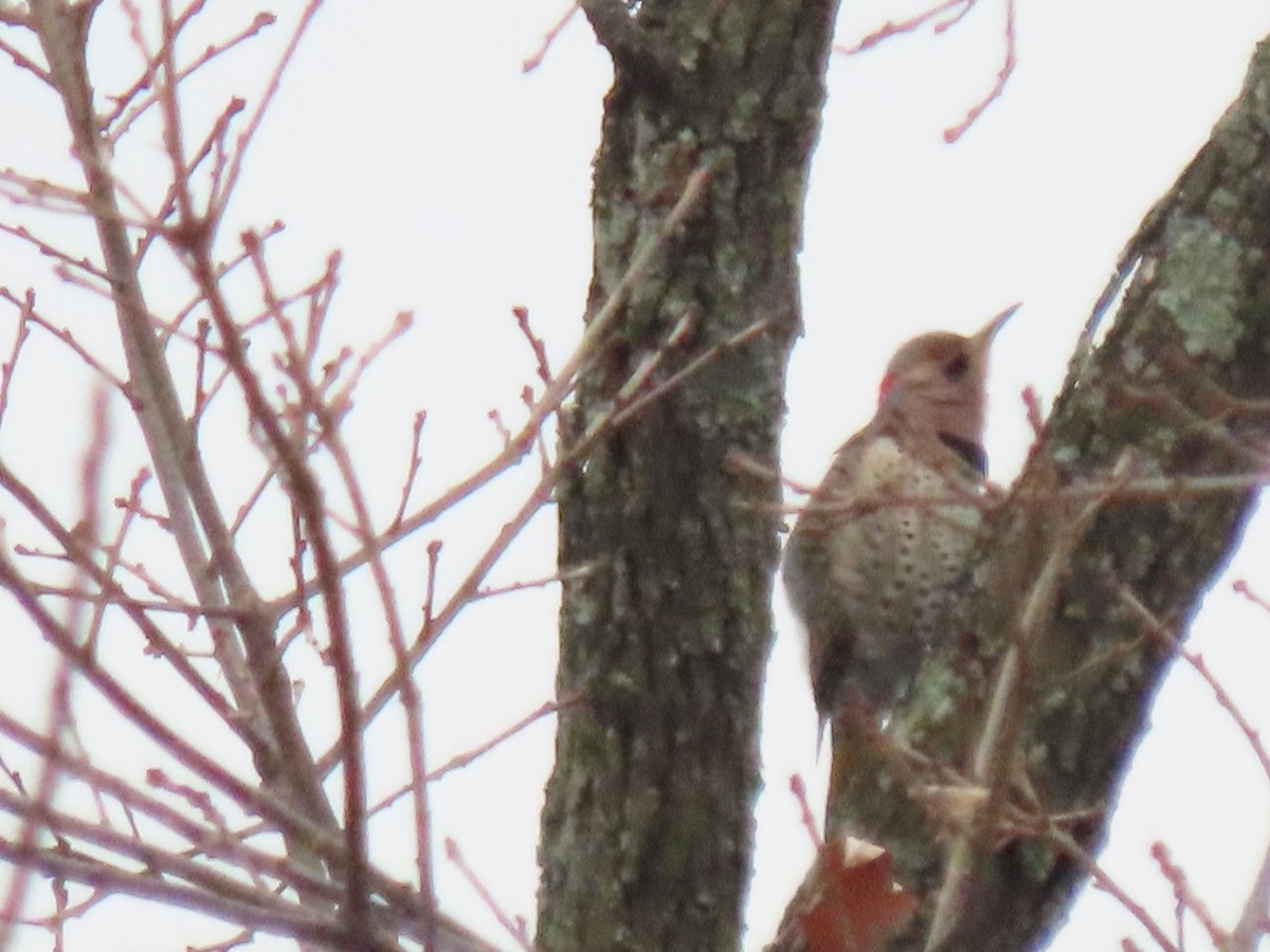 Northern Flicker - ML646561134