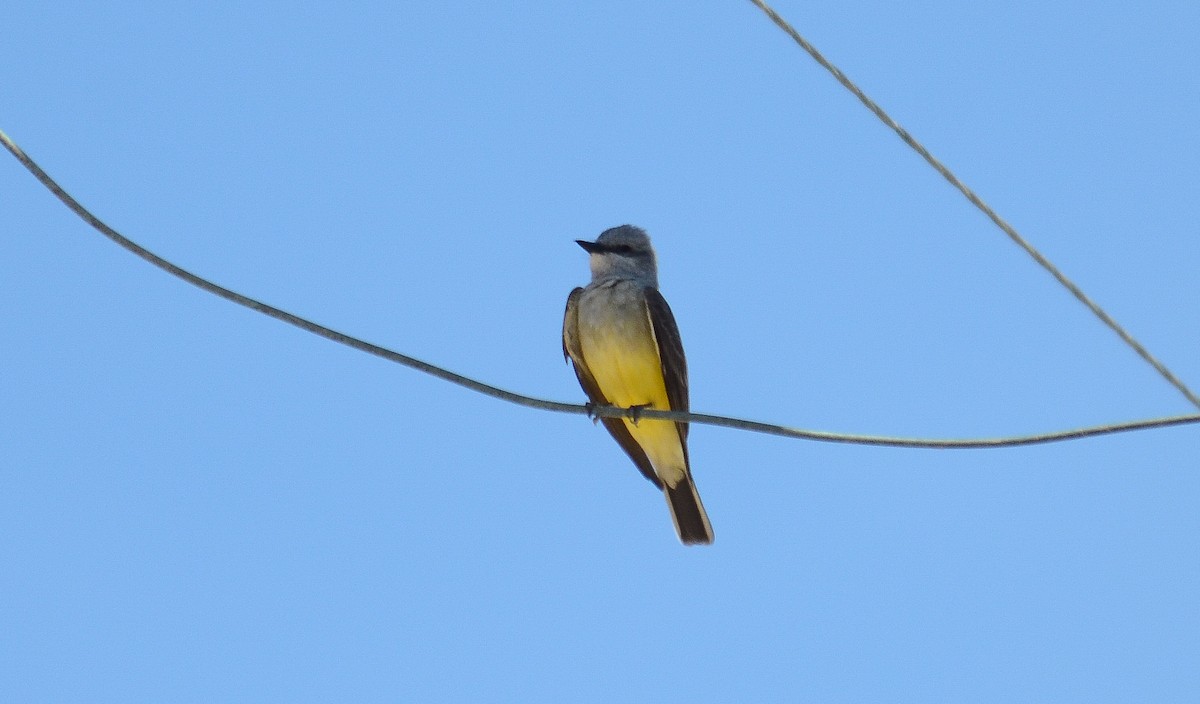 Западный тиранн - ML646561136