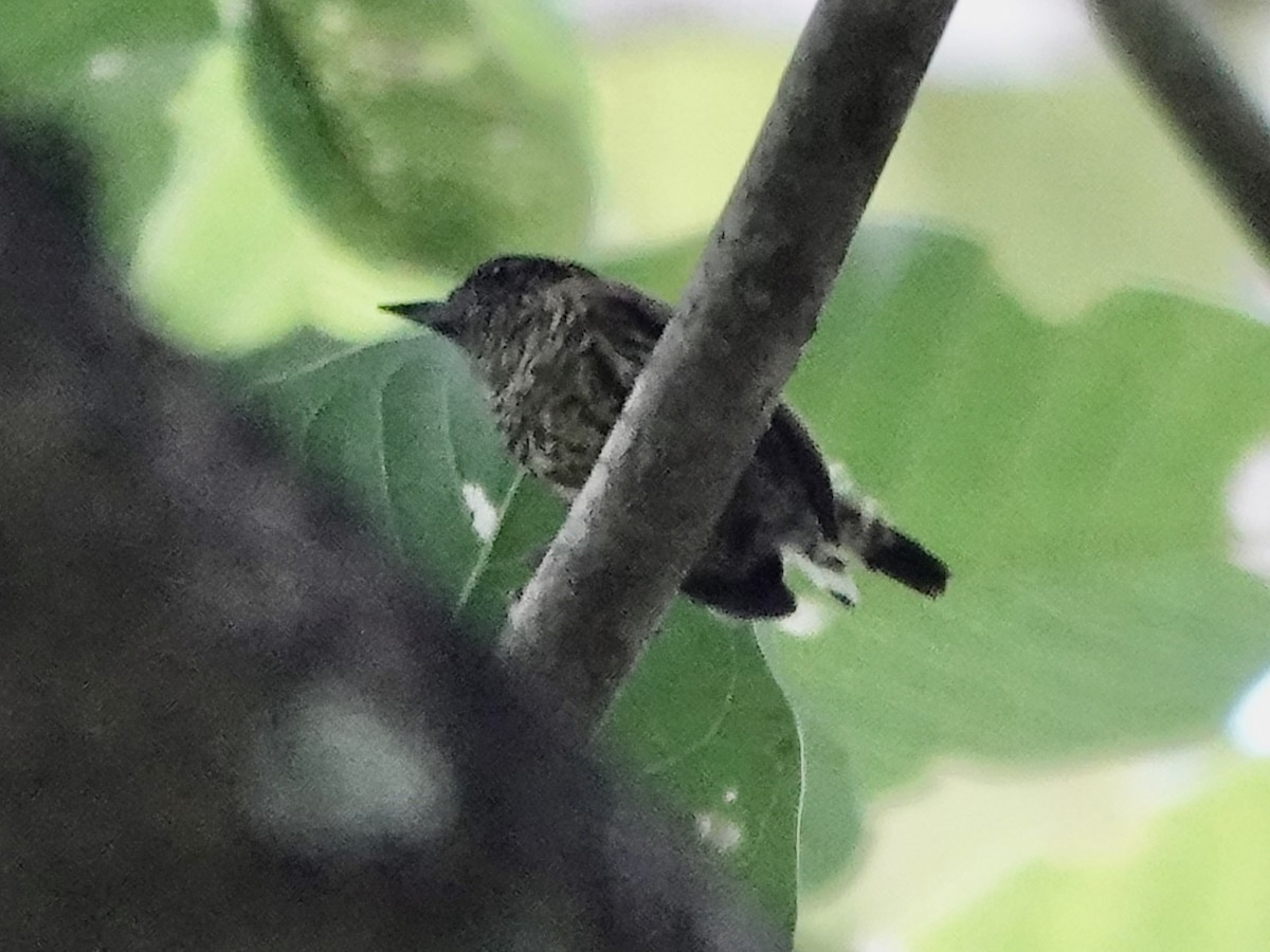 Bar-breasted Piculet - ML646561141