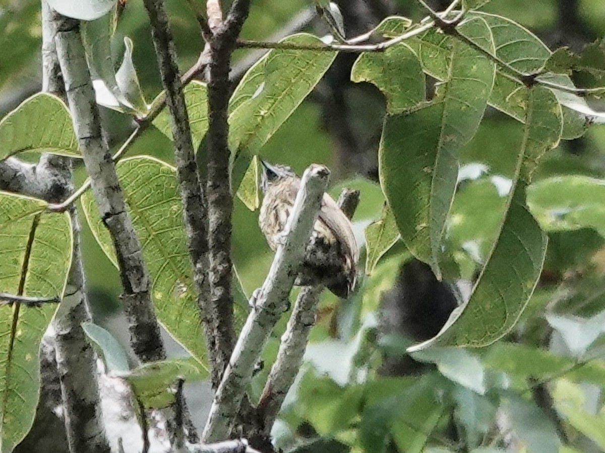 Bar-breasted Piculet - ML646561142