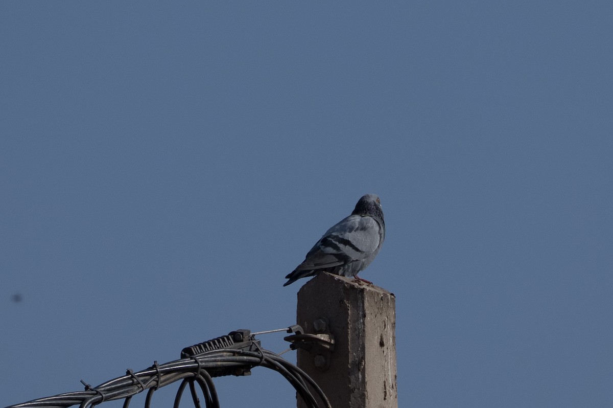 カワラバト - ML646561143