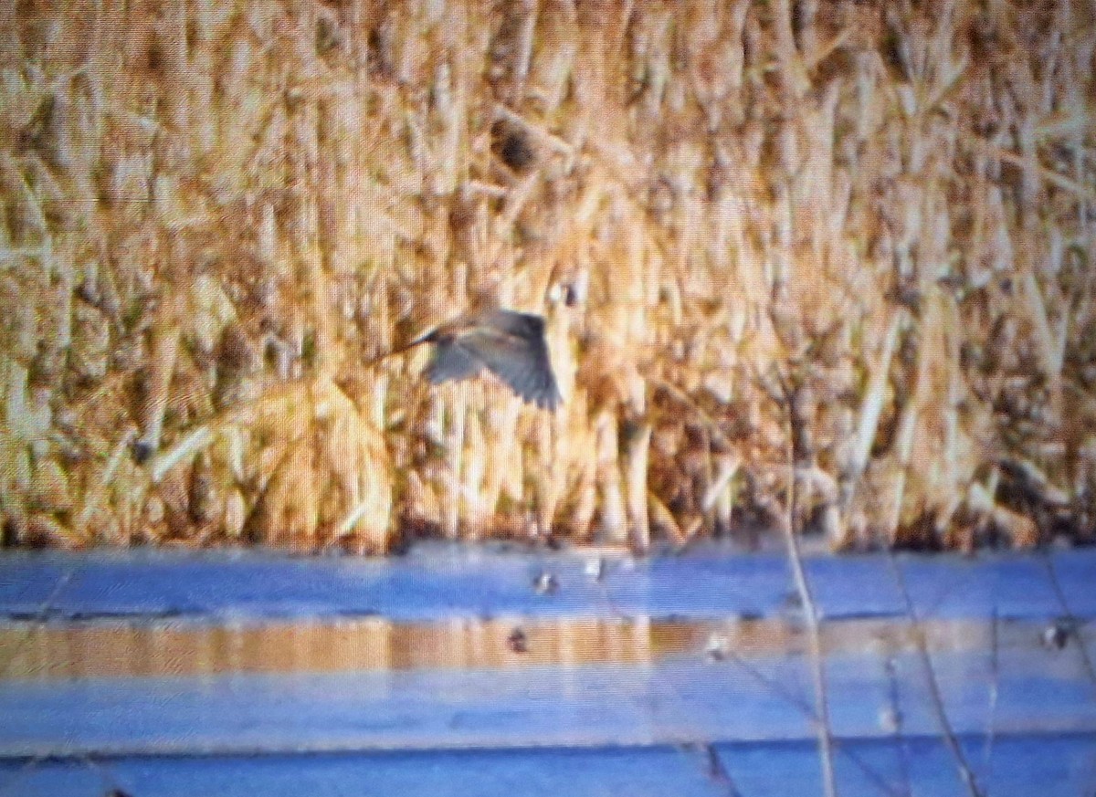 Say's Phoebe - ML646561145