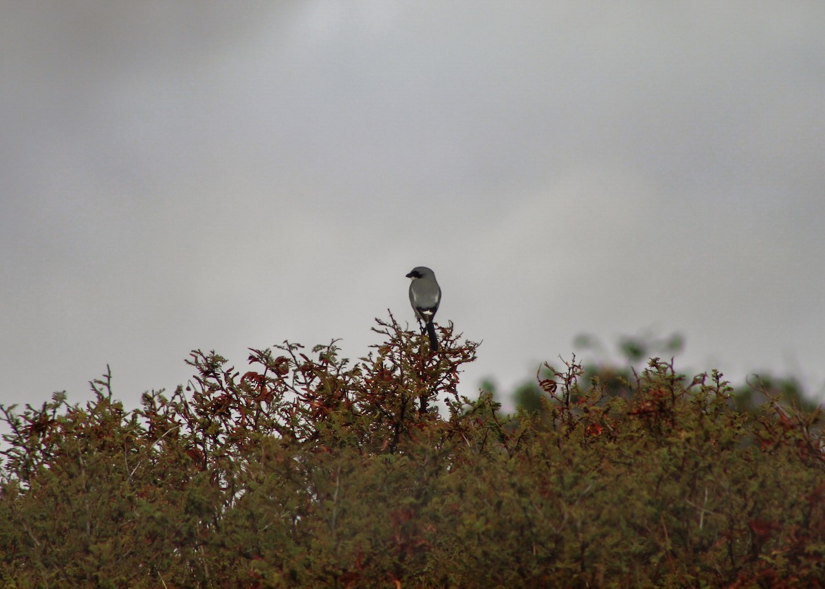 Loggerhead Shrike - ML646561146