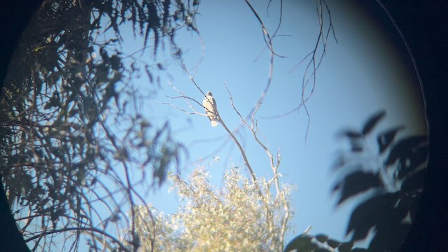 Moucherolle de Coues - ML646561150