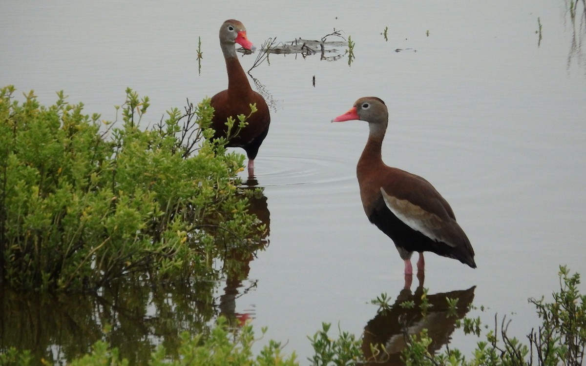 Black-bellied Whistling-Duck - ML646561156
