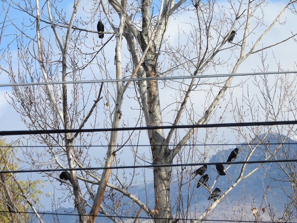 Amerikakrähe - ML646561159