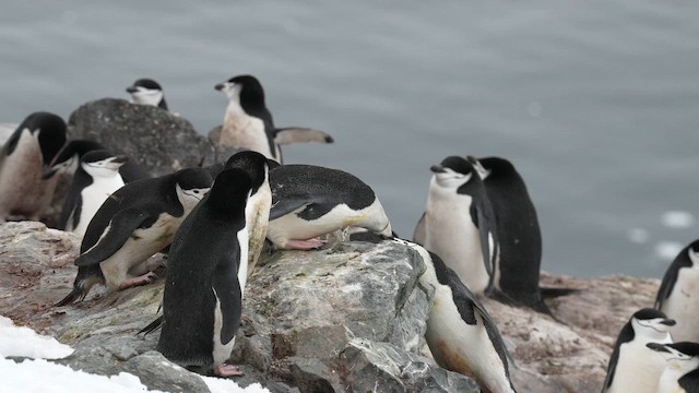 Chinstrap Penguin - ML646561161