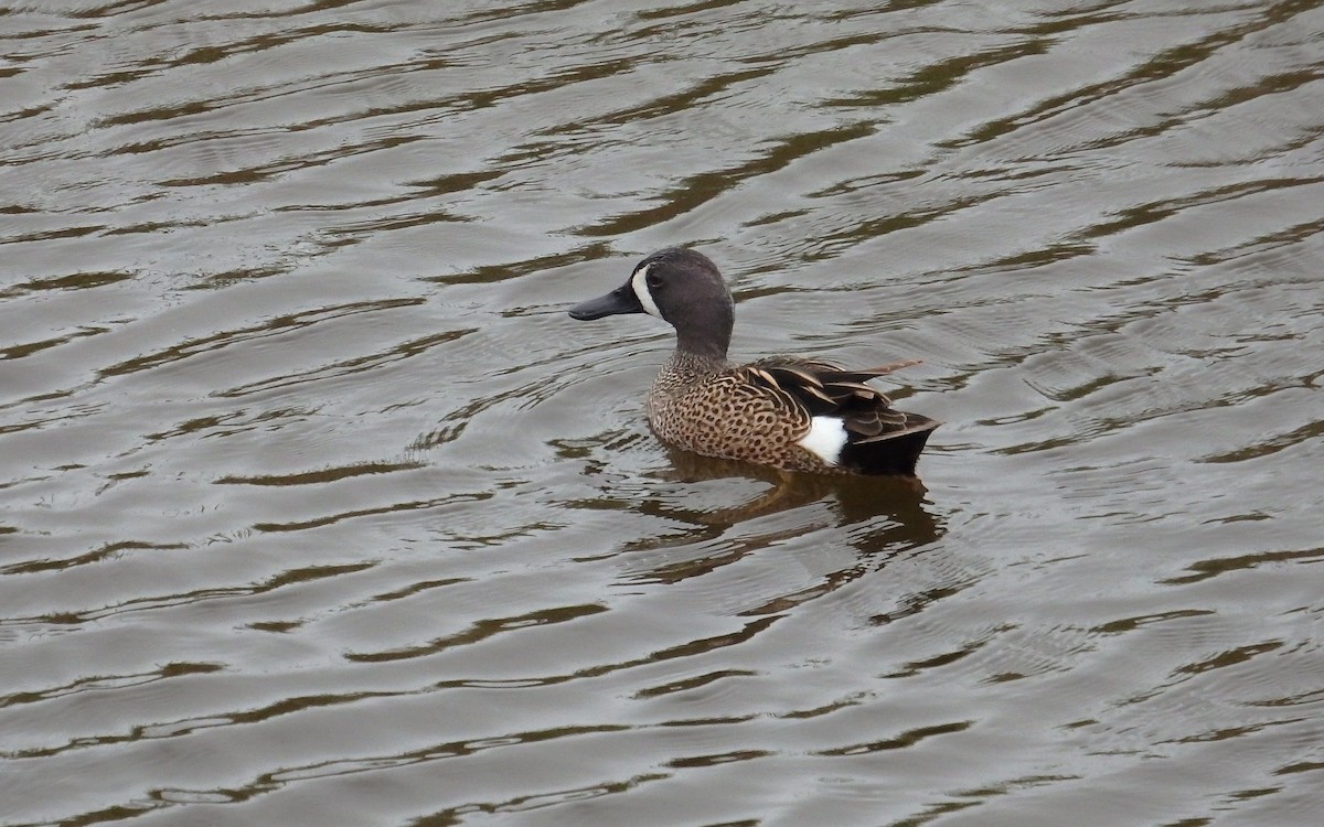 Blue-winged Teal - ML646561163