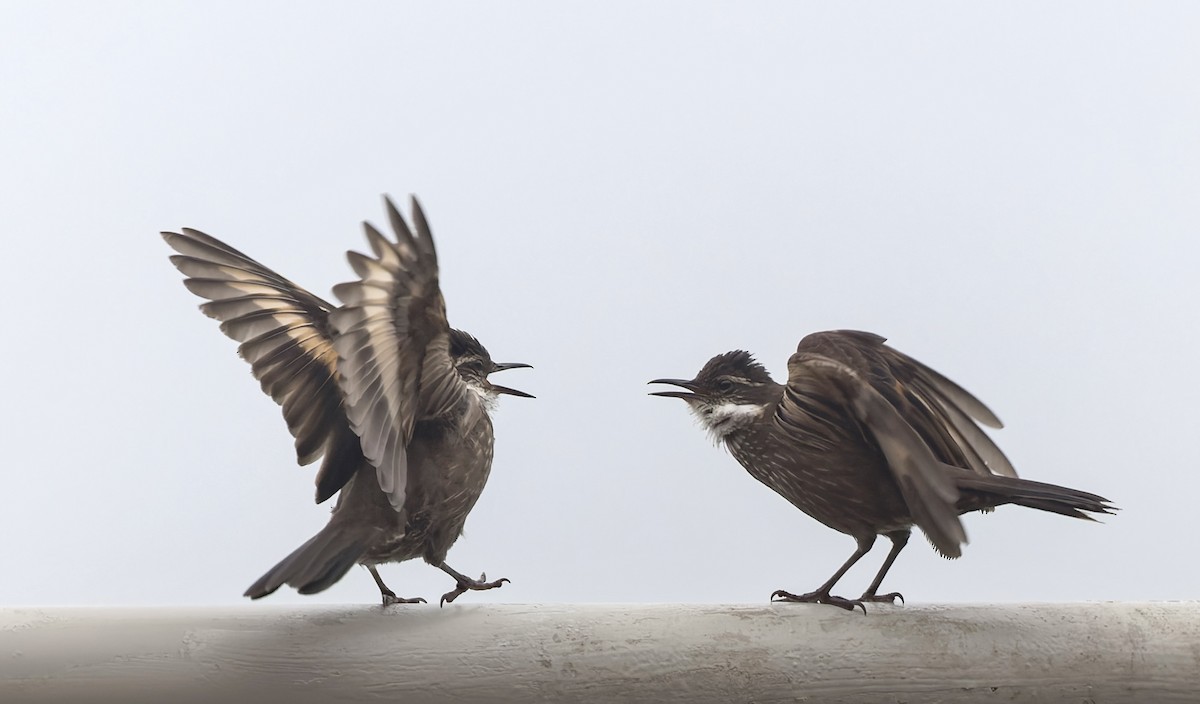 Seaside Cinclodes - ML646561167