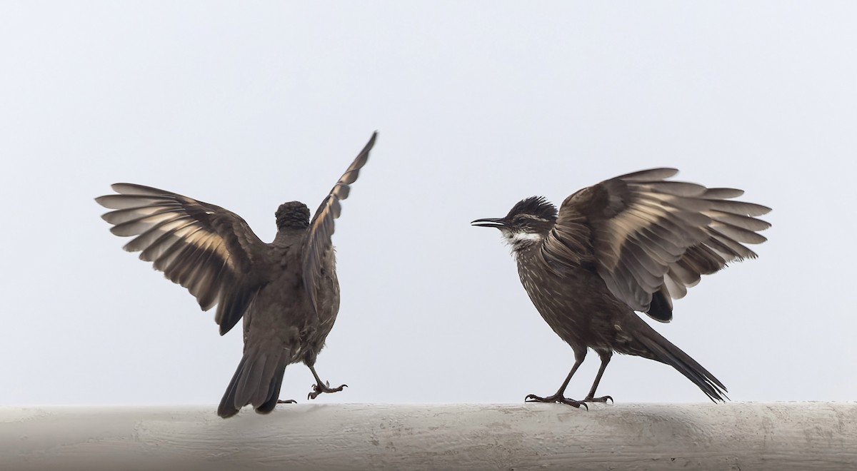 Seaside Cinclodes - ML646561168