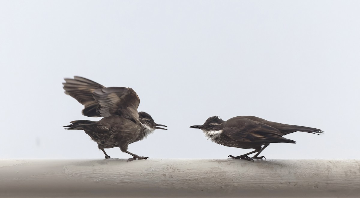 Seaside Cinclodes - ML646561171